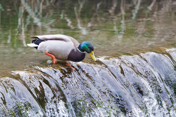 Stockente - Mallard - #0753