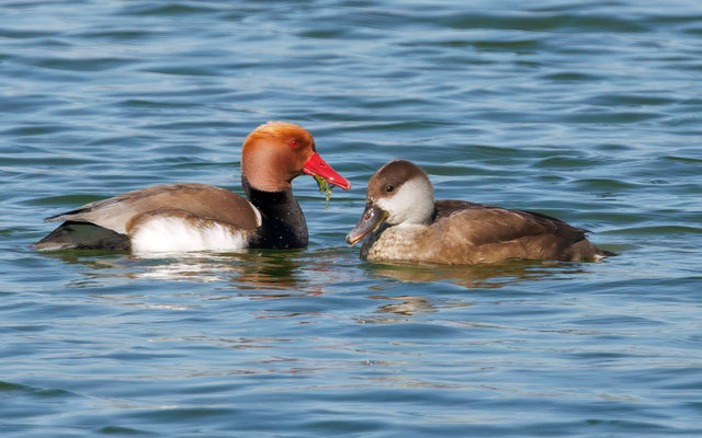 Kolbenenten - Red-crested Ducks - #5744