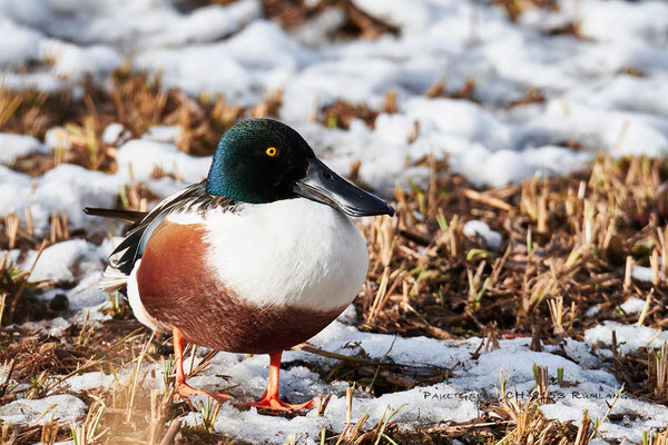 Löffelente Männchen - Northern Shoveler Male - #7026