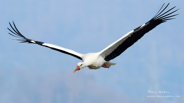 Weißstorch - White Stork - #7159