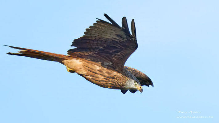 Rotmilan - Red Kite - #7552