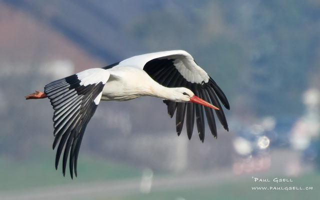 Weißstorch - White Stork - #7007