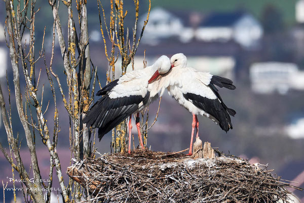 Storchenpaar Liebkosung - Couple of storks caressing - #3411