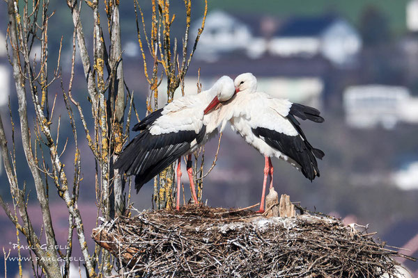 Storchenpaar Liebkosung - Couple of storks caressing - #3411
