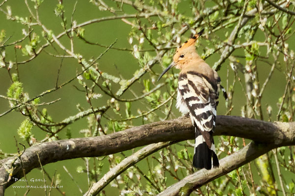 Wiedehopf - Eurasian Hoopoe #8850