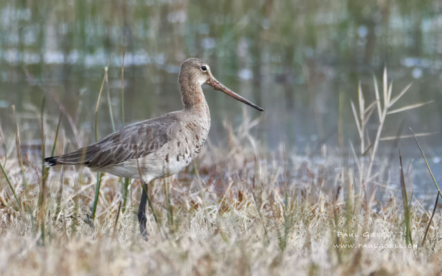 Uferschnepfe - Black-tailed Godwit - #8490
