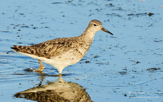Kampfläufer - Ruff - #8459