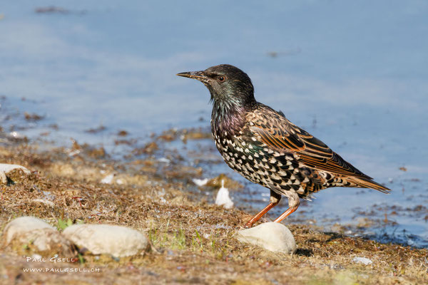 Star - Common Starling - #9039