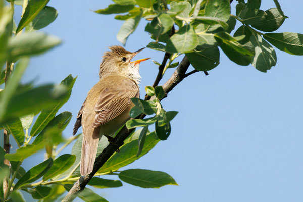 Sumpfrohrsänger - Marsh Warbler - #7506