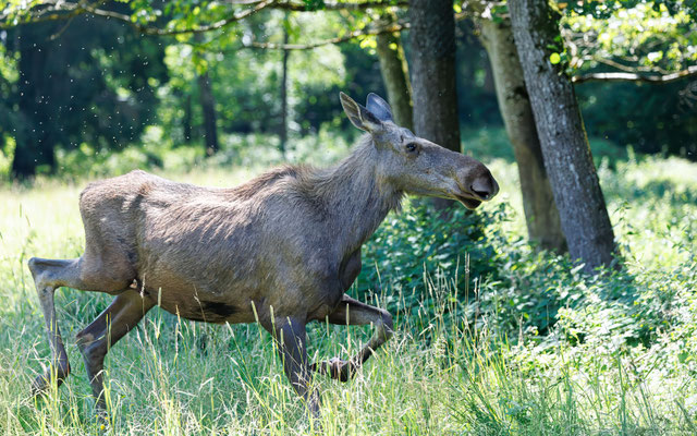 Elch - Eurasian Elk - #4001
