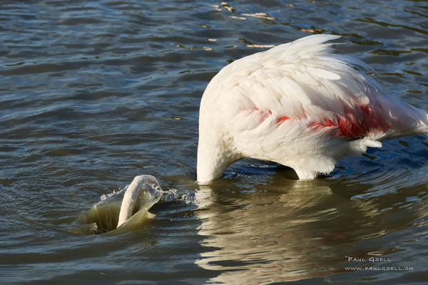 Flamingo - #0586