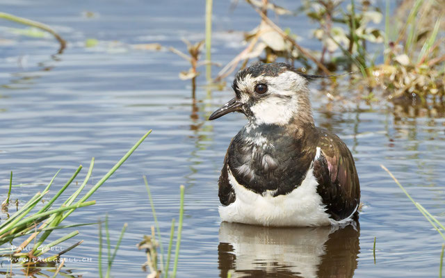 Kiebitz - Northern Lapwing - #0964