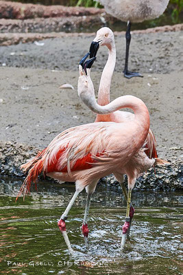 Chile-Flamingos - Phoenicopterus Chilensis - im Zoo Zürich - #2893