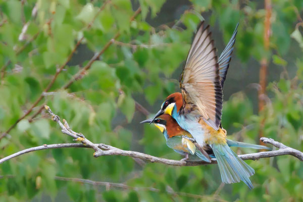 Bienenfresser - Bee-eater - #8728