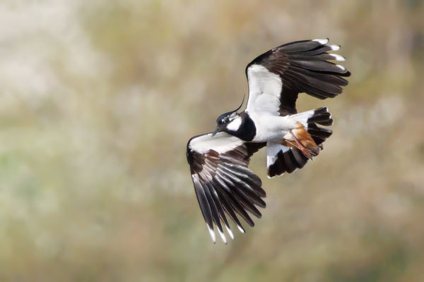Kiebitze - Lapwings - #5398
