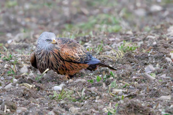 Rotmilan - Red Kite - #1498