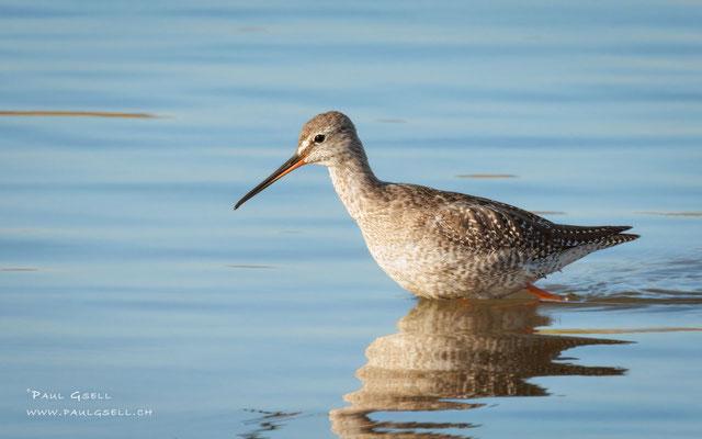 Dunkler Wasserläufer - Spotted Redshank - #0502