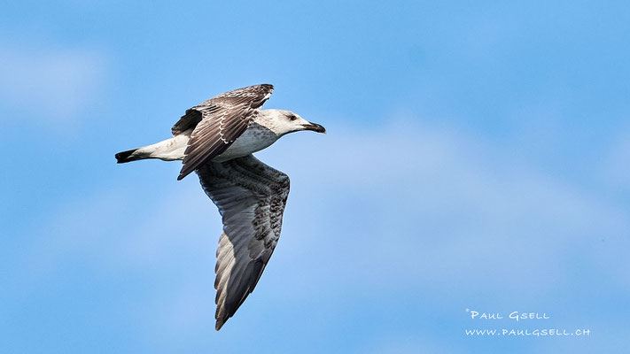 Mittelmeermöwe - Yellow-legged Gull - #5789