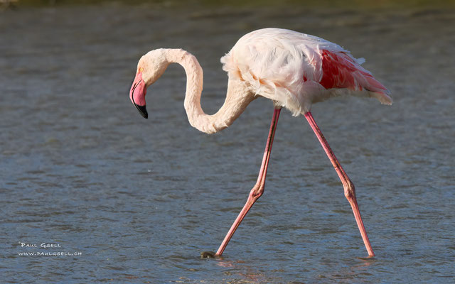 Flamingo - #0702
