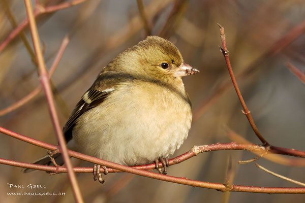 Buchfink - Common Chaffinch - #3552