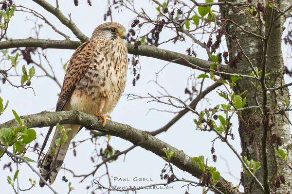 Turmfalke - Common Kestrel - #8736