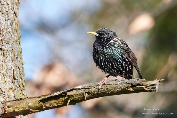 Star - Common Starling - #2713