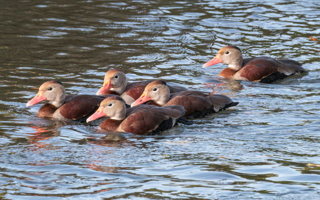 Rotschnabelpfeifgänse - Red-billed Whistling Ducks - #0126