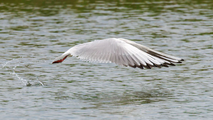Lachmöwe - Black-headed Gull - #8153