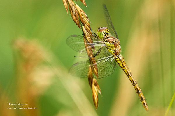 Grosse Heidelibelle - Large Heath - #2461