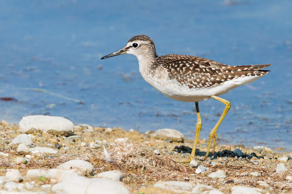 Bruchwasserläufer - Wood Sandpiper - #5646