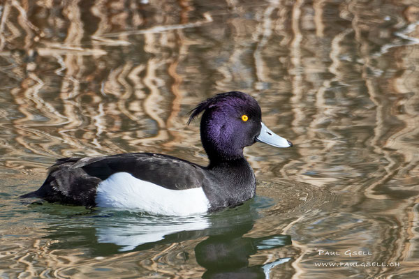 Reiherente Männchen - Tufted Duck Male - #3503