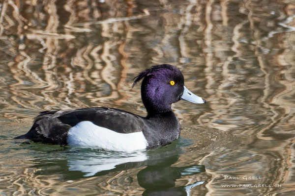 Reiherente Männchen - Tufted Duck Male - #3503