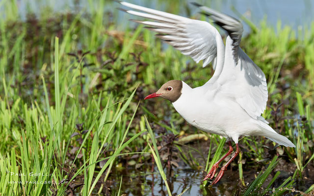 Lachmöwe - Black-headed Gull - #2908