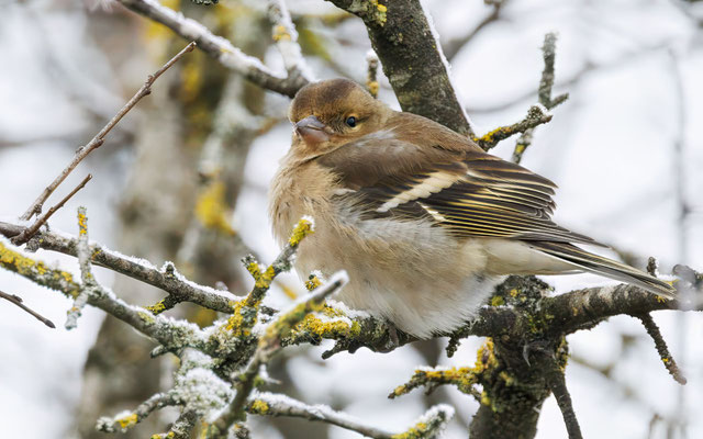 Buchfink Weibchen - Chaffinch female - #2168