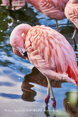 Chile-Flamingo - Phoenicopterus Chilensis - im Zoo Zürich - #5546
