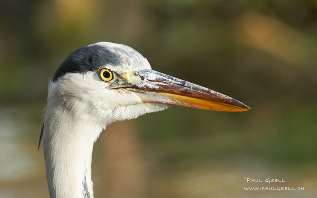 Graureiher - Grey Heron - #5859