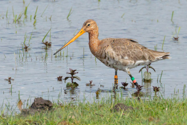Uferschnepfe - Black-tailed Godwil - #2418