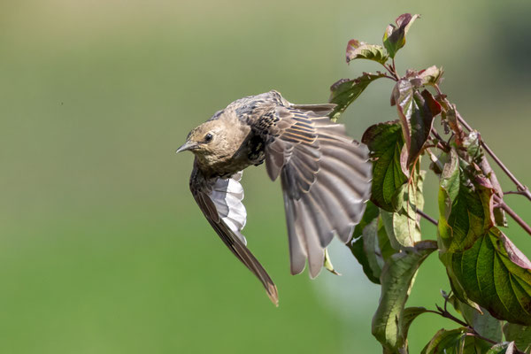 Star - Starling - #4230