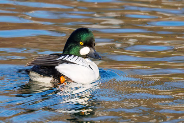 Schellente Männchen - Goldeneye Male - #4428
