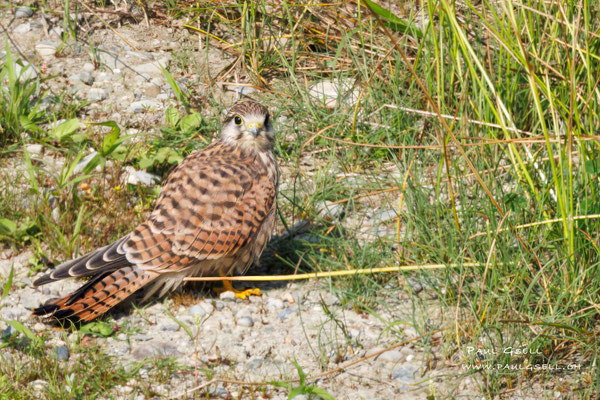 Turmfalke - Common Kestrel - #9403