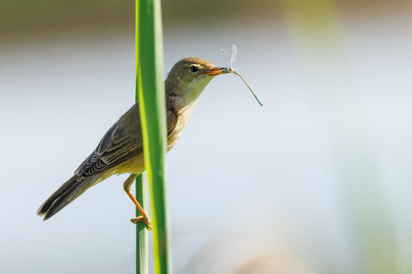 Sumpfrohrsänger - Marsh Warbler - #7016