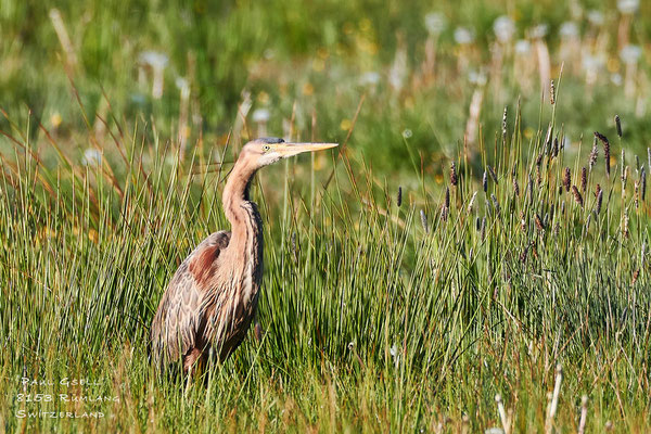 Purpurreiher - Purple Heron - #2083