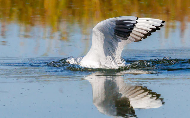 Lachmöwe - Black-headed Gull - #0614