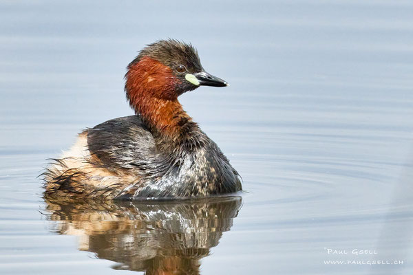 Zwergtaucher - Little Grebe - #8248