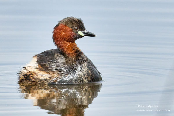 Zwergtaucher - Little Grebe - #8248