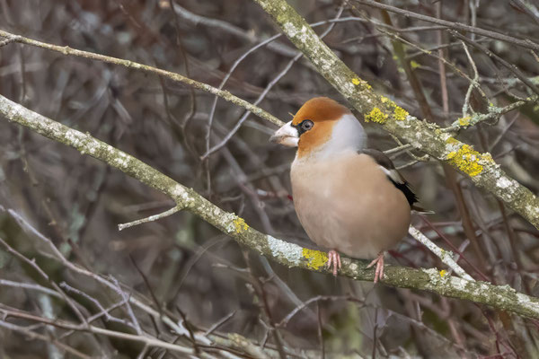 Kernbeisser - Hawfinch - #2963