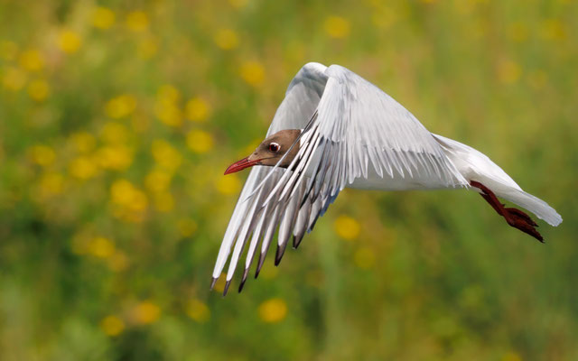 Lachmöwe - Black-headed Gull - #0382