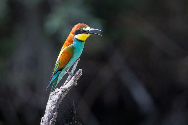 Bienenfresser - Bee-eater - #8510