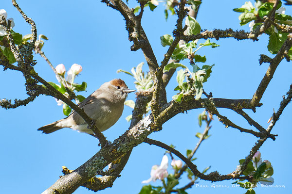 Mönchsgrasmücken-Weibchen - Sylvia atricapilla - Blackcap - #7933