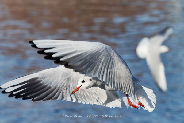 Lachmöwe - Black-headed Gull #5496
